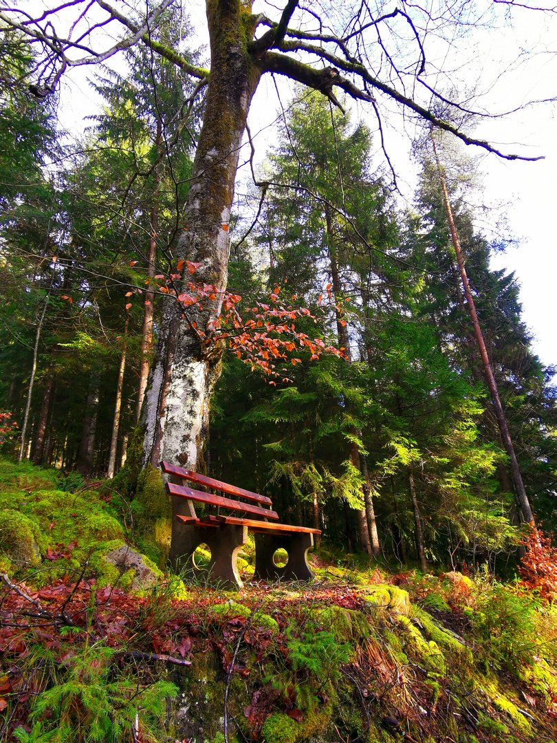 Bank im Schwarzwald 