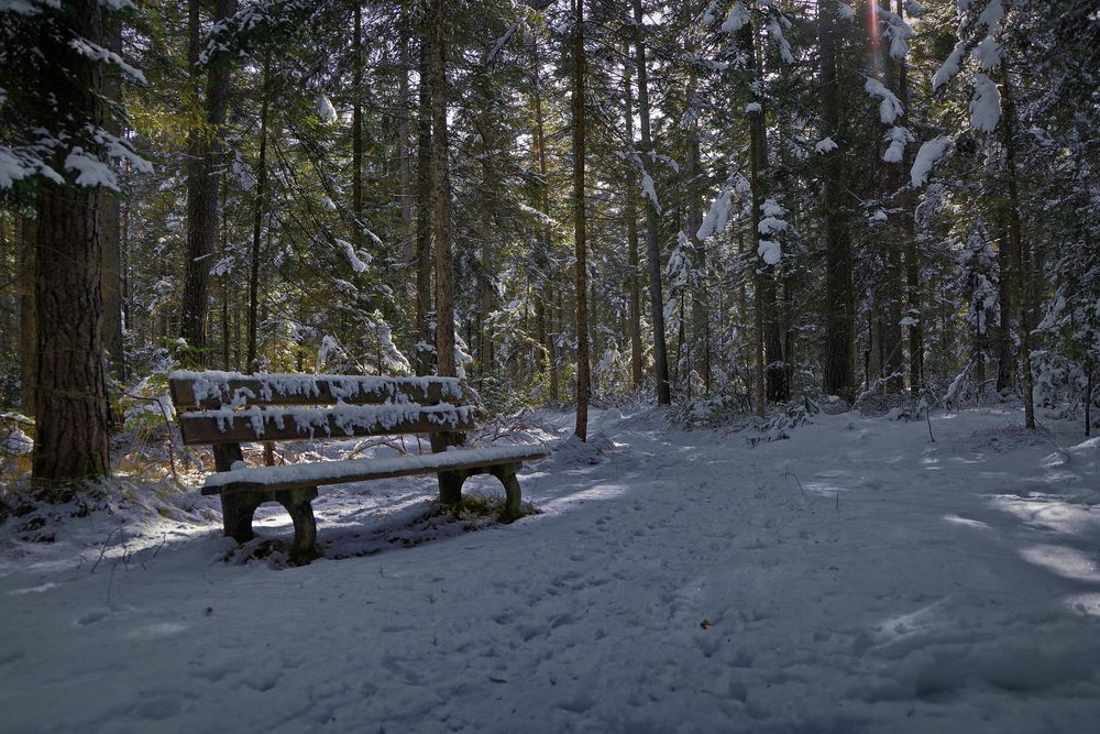 Bank im Wald