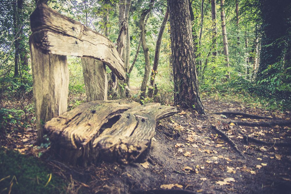 Bank im Wald Foto & Bild | landschaft, bänke in der landschaft, zäune