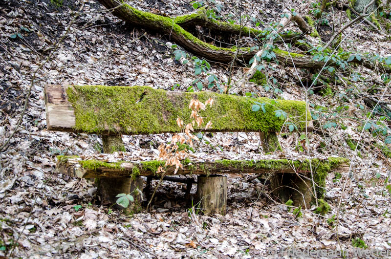 Bank im Wald