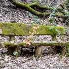 Bank im Wald