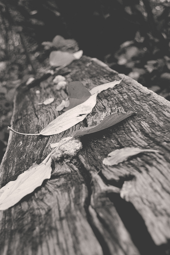 Bank im Wald versteckt