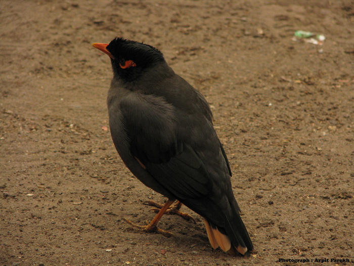 Bank Mayna - (Indian common Name)