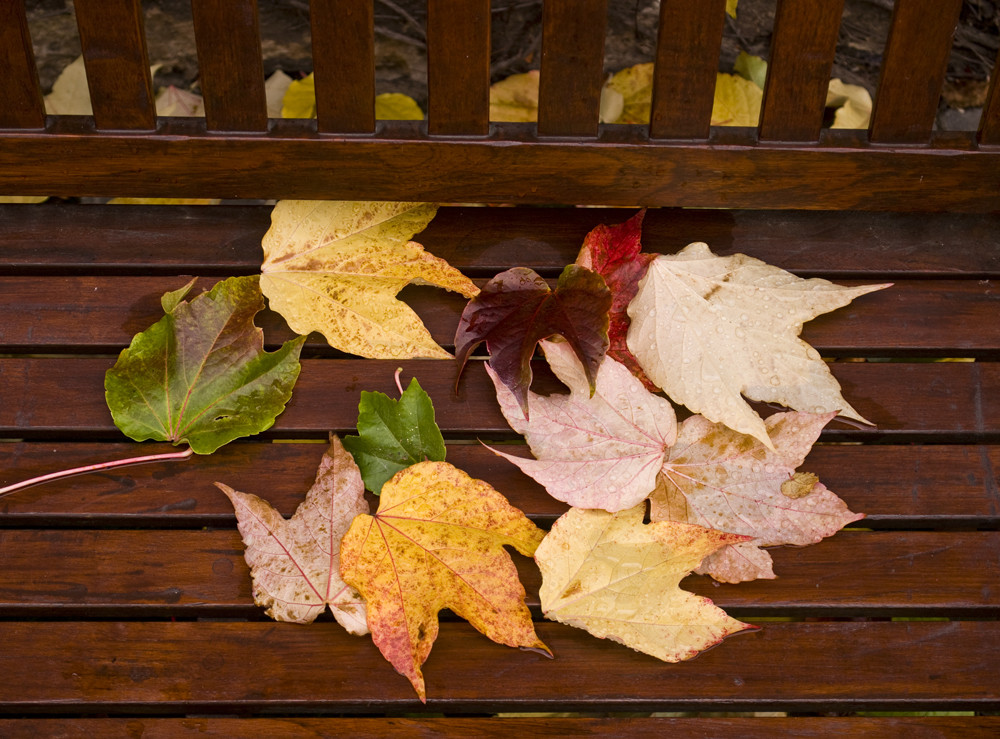 Bank mit Herbstlaub