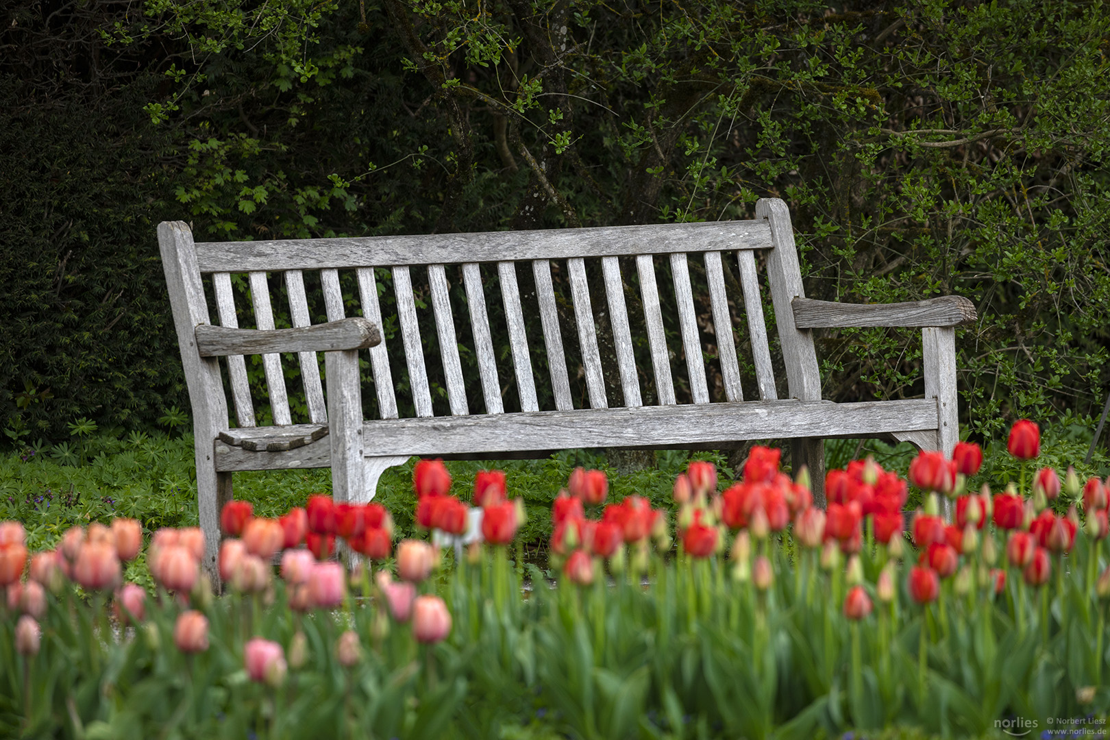 Bank mit Tulpen