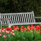 Bank mit Tulpen