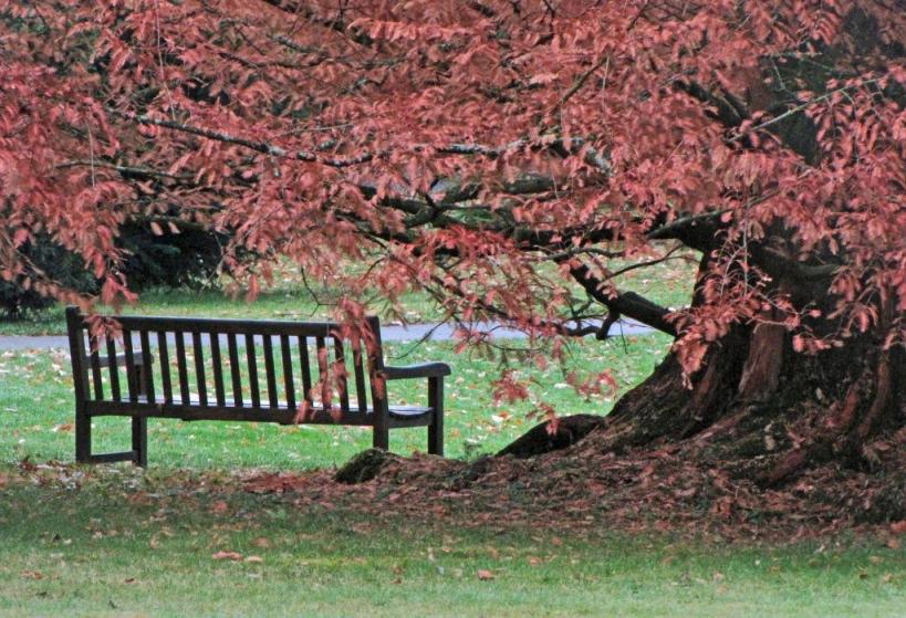 Bank und Baum