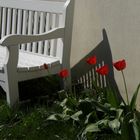 Bank und Tulpen im Blühenden Barock, Ludwigsburg