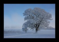 * Bank unter dem Baum *