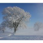 - Bank unter dem Baum II -