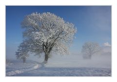 - Bank unter dem Baum II -