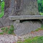 Bank wurzelumschlungen - Fürst-Pückler-Park, Bad Muskau, Sachsen