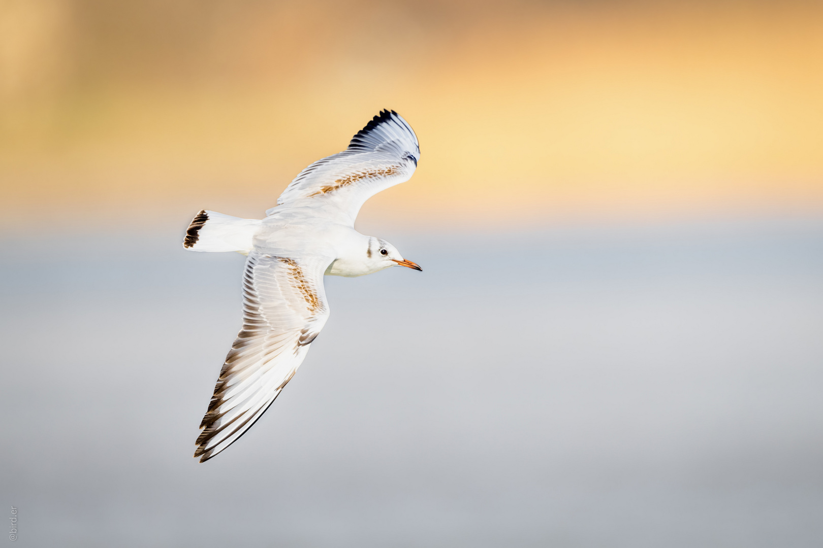 Banking seagull / Schokoladenseite der Möwe