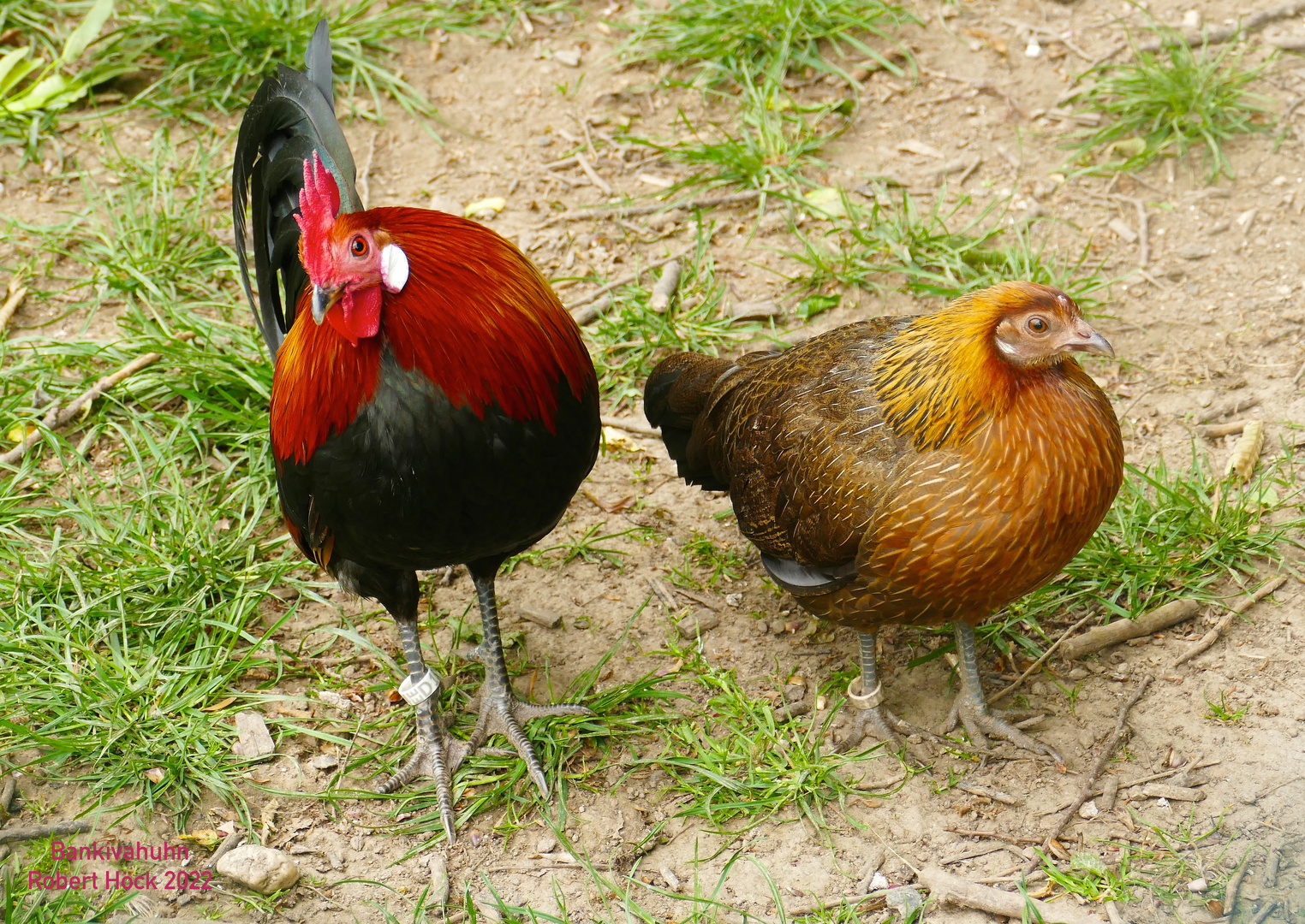 Bankivahühner Hahn und Henne by Robert Höck 2022 - Red Junglefowl - Gallus gallus