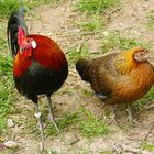 Bankivahühner Hahn und Henne by Robert Höck 2022 - Red Junglefowl - Gallus gallus