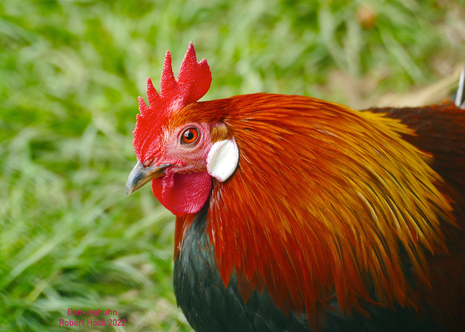 Bankivahuhn Hahn by Robert Höck 2022 - Red Junglefowl - Gallus gallus