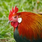 Bankivahuhn Hahn by Robert Höck 2022 - Red Junglefowl - Gallus gallus