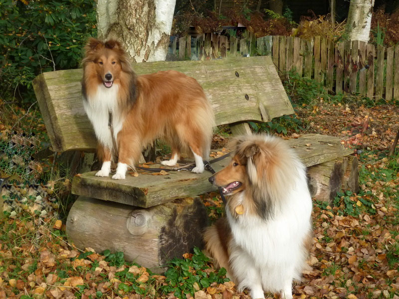 Banknachbarn in herbstlichem Braun