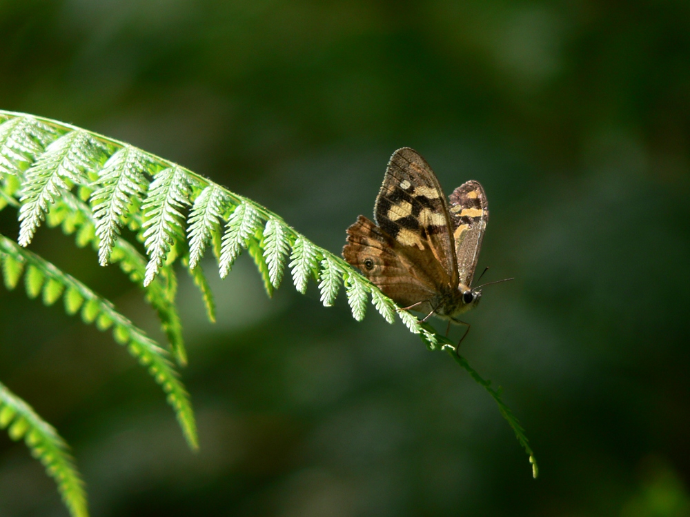 Bank's Brown Butterfly