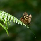 Bank's Brown Butterfly