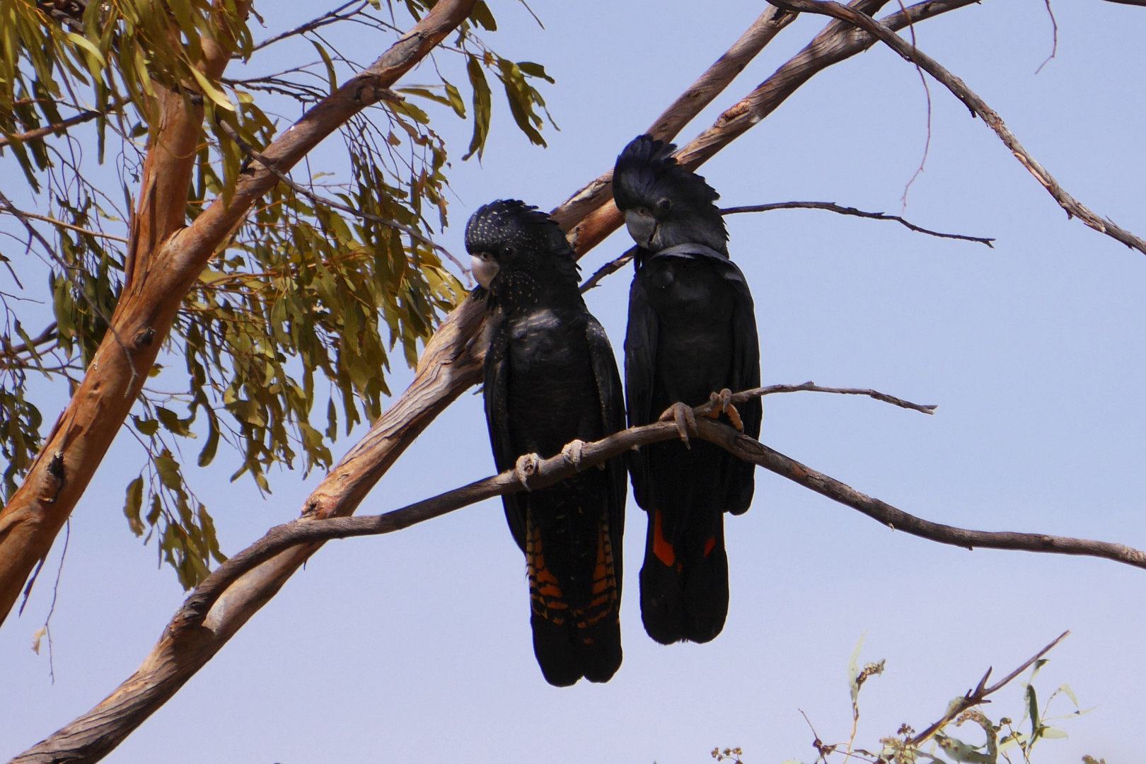 Banks-Rabenkakadu  -  Calyptorhynchus banksii