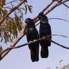 Banks-Rabenkakadu  -  Calyptorhynchus banksii