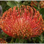 Banksia