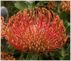 Banksia