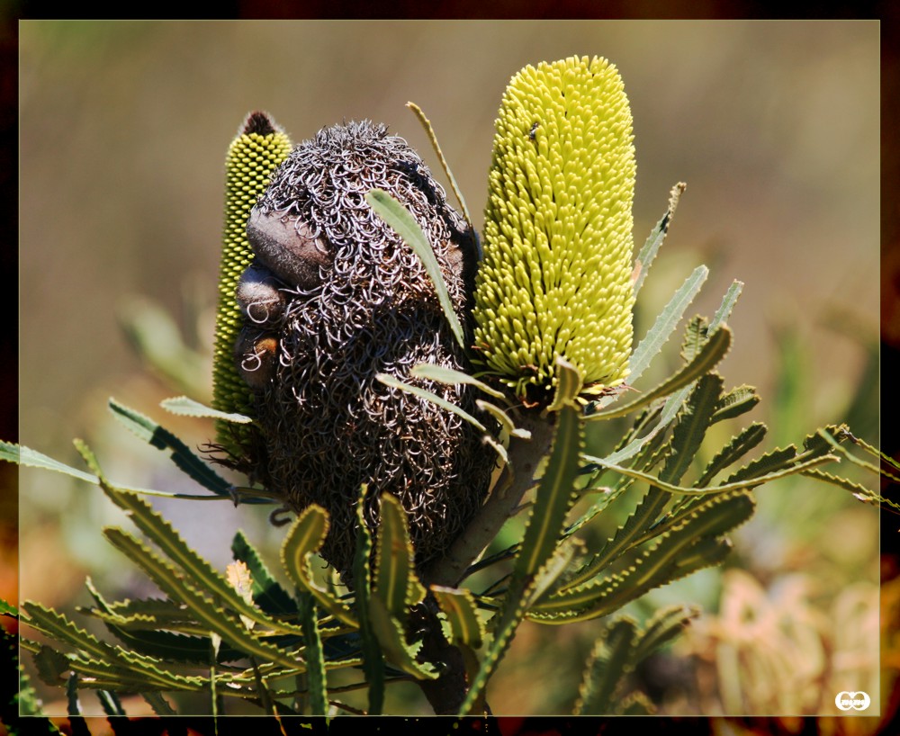 Banksia