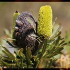 Banksia