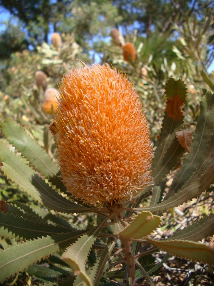 Banksia