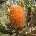 Banksia