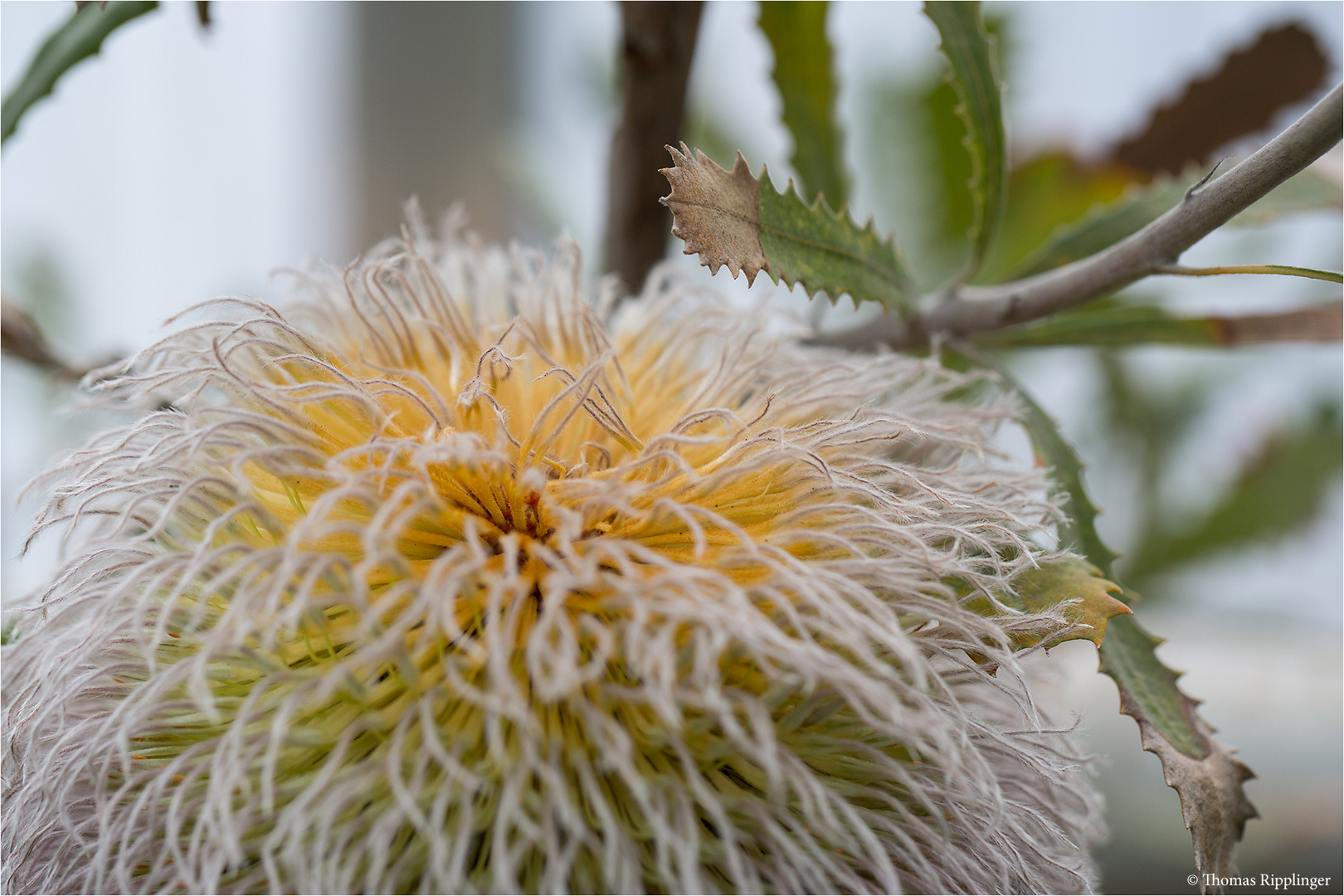 Banksia baueri.