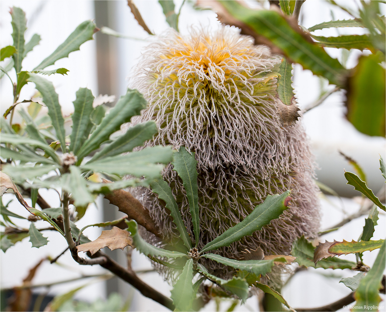 Banksia baueri