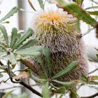 Banksia baueri