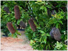 Banksia-Baum Botanischer Garten Bayreuth