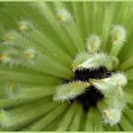 BANKSIA BAXTERI - 1