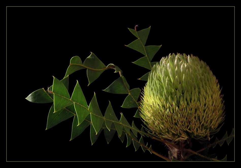 BANKSIA BAXTERI - 2