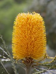 Banksia