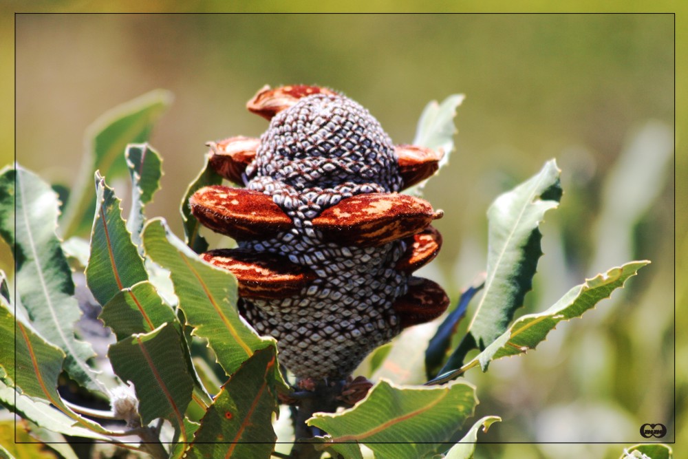 Banksia II