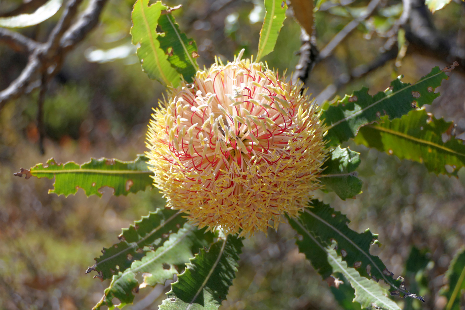 Banksia leptophylla