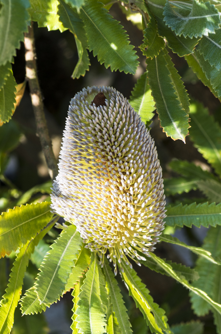 Banksia serrata