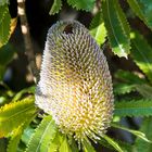 Banksia serrata