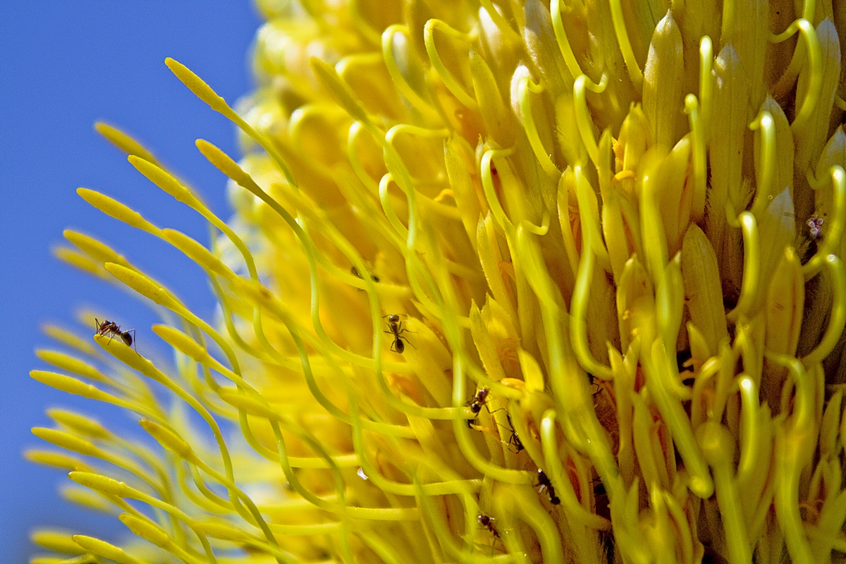 Banksia Tree Fruit