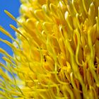 Banksia Tree Fruit