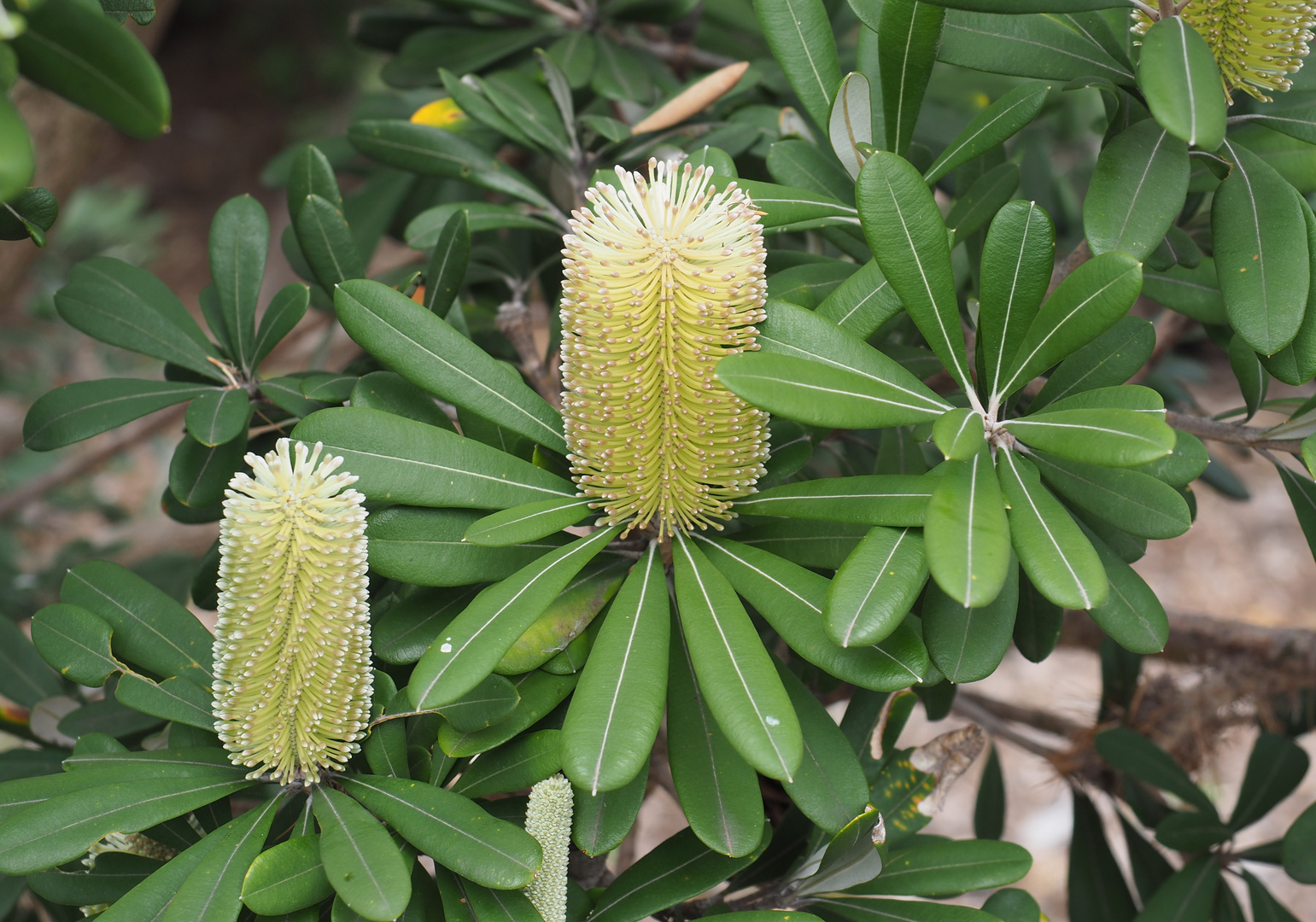 Banksias