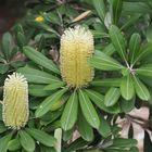 Banksias