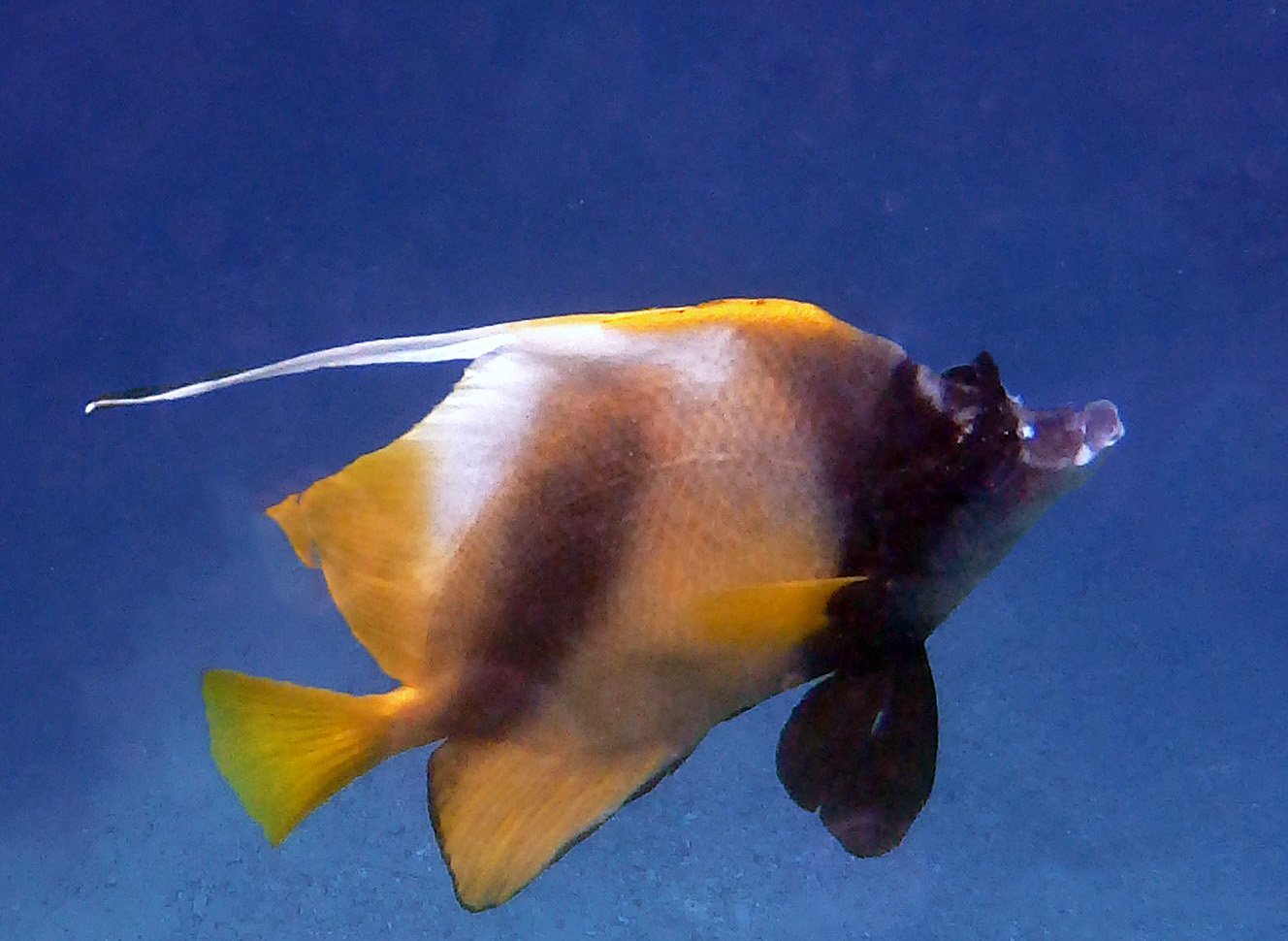 Bannerfish