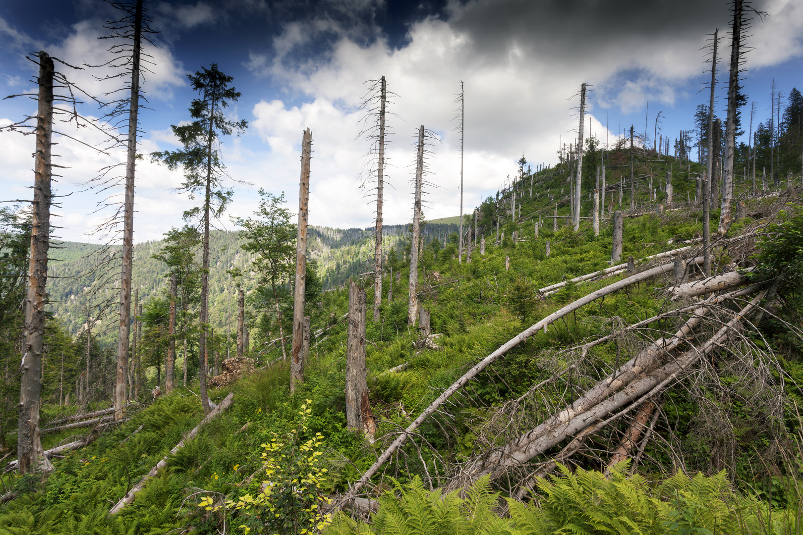 Bannwald am Feldberg