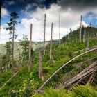 Bannwald am Feldberg